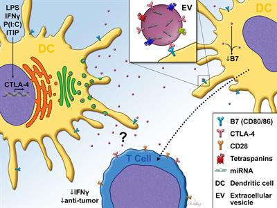 Beyond T-Cells: Functional Characterization of CTLA-4 Expression in Immune and Non-Immune Cell Types